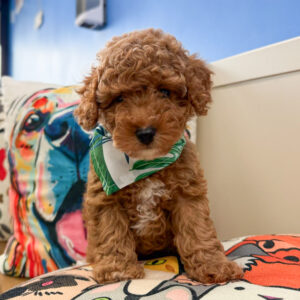 Akumu Maltipoo 01