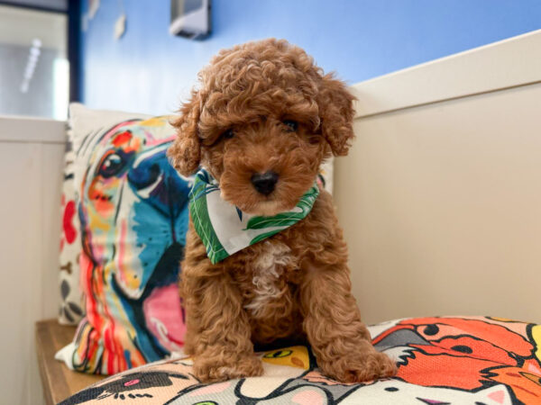Akumu Maltipoo 01