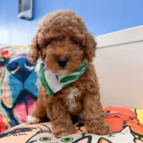 Akumu Maltipoo 03
