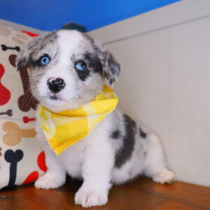 Alicia Cardigan Welsh Corgi 01