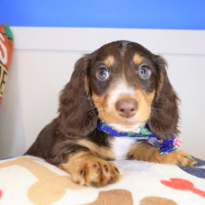 Annabell Dachshund 01