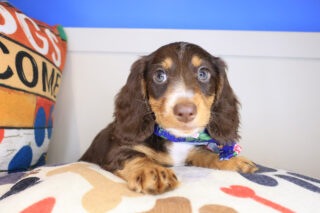 Annabell Dachshund 01