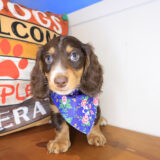 Annabell Dachshund 03
