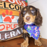 Annabell Dachshund 04