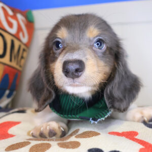 Baker Dachshund 01