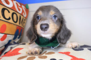 Baker Dachshund 01