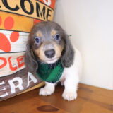 Baker Dachshund 02