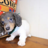 Baker Dachshund 04