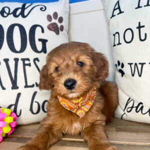 Barney Goldendoodle 01