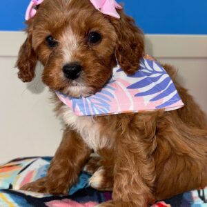 https://pettitodallas.com/wp-content/uploads/2025/04/Beatrice-Cavapoo-01-300x300.jpeg