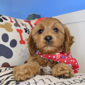 Beauty Cavapoo 01