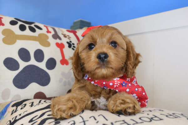 Beauty Cavapoo 01