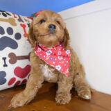Beauty Cavapoo 02