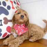 Beauty Cavapoo 03