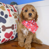 Beauty Cavapoo 04