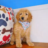 Bee-Boo Goldendoodle 01