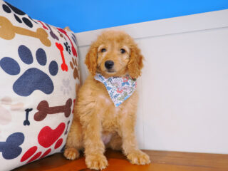 Bee-Boo Goldendoodle 01