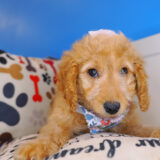 Bee-Boo Goldendoodle 02