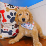 Bee-Boo Goldendoodle 03