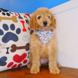Bee-Boo Goldendoodle 04