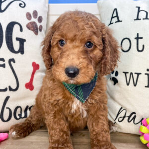 Ben Goldendoodle 01