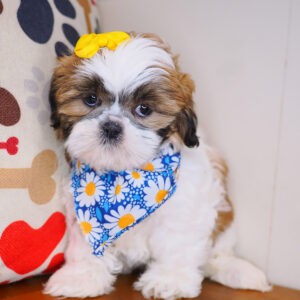Binky Shih Tzu 01