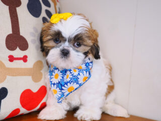 Binky Shih Tzu 01