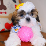 Binky Shih Tzu 02