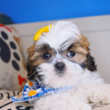Binky Shih Tzu 04