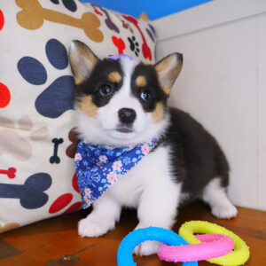 Birch Cardigan Welsh Corgi Pembroke 01