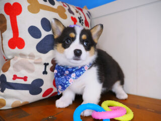 Birch Cardigan Welsh Corgi Pembroke 01