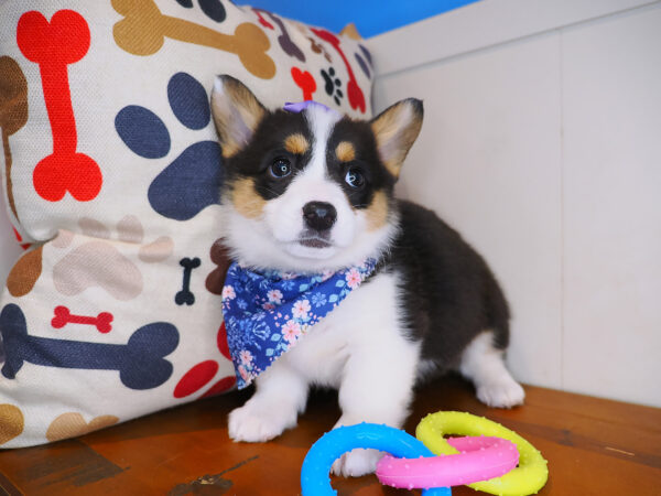 Birch Cardigan Welsh Corgi Pembroke 01