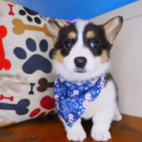 Birch Cardigan Welsh Corgi Pembroke 02
