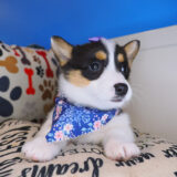 Birch Cardigan Welsh Corgi Pembroke 03