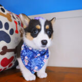 Birch Cardigan Welsh Corgi Pembroke 04