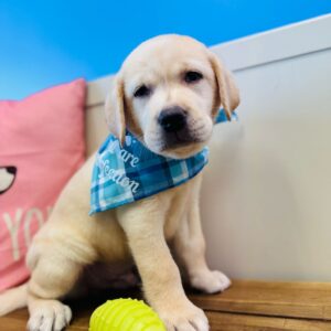 Bishop Labrador Retriever 01