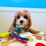 Bleu Cavapoo 04