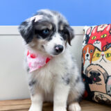 Blossom Australian Shepherd 01