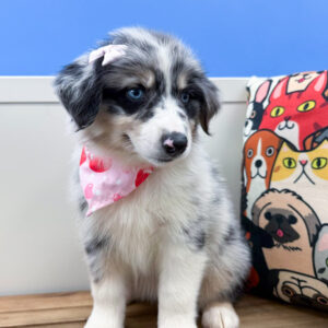 Blossom Australian Shepherd 01