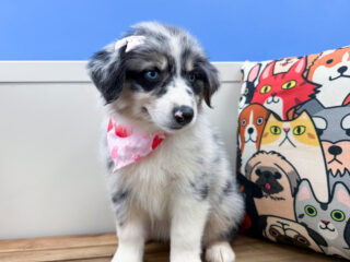 Blossom Australian Shepherd 01