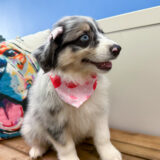 Blossom Australian Shepherd 03