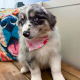 Blossom Australian Shepherd 04