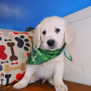 Bobbie Golden Retriever 01