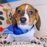 Bogart Dachshund 01