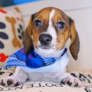 Bogart Dachshund 01