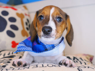 Bogart Dachshund 01