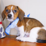 Bogart Dachshund 02