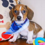 Bogart Dachshund 03