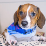 Bogart Dachshund 04