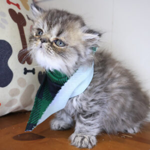 Boomer Persian 01